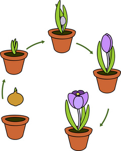 从花盆中种植球茎到开花植物的生长阶段照片