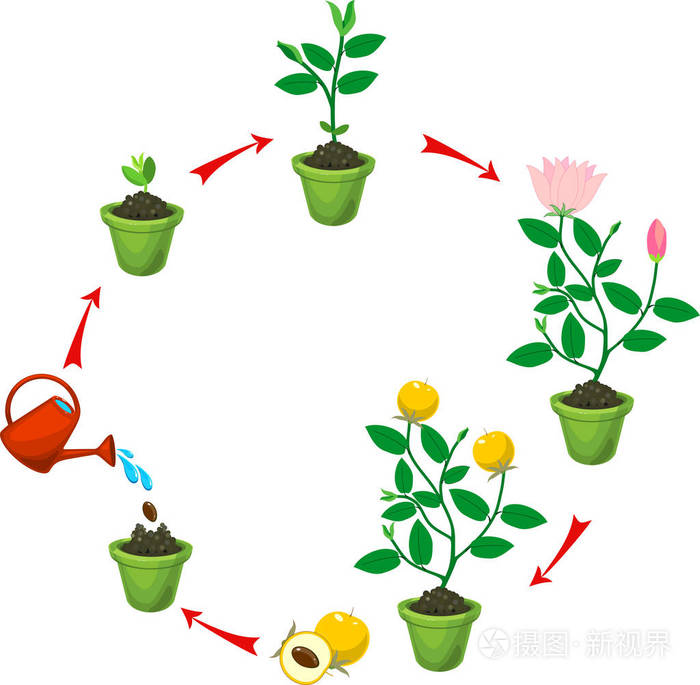 从种子到开花结果的植物