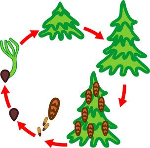 从种子到成熟云杉树的生长阶段照片