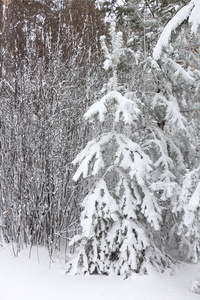 冬季在雪林间空地上的松树, 西伯利亚, 俄罗斯