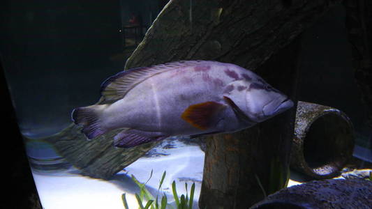 滑稽的微笑鱼.在水族馆的珍稀鱼类.水下摄影︰ 金鱼.在水族馆里的鱼.