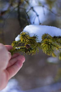 雪中的云杉枝。 白色的圣诞树。 圣诞节假期背景