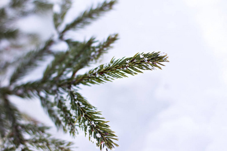 雪中的云杉枝。 白色的圣诞树。 圣诞节假期背景