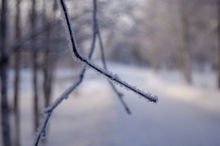 冰冻的树枝在雪地里