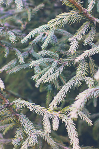 雪中的云杉枝。 白色的圣诞树。 圣诞节假期背景
