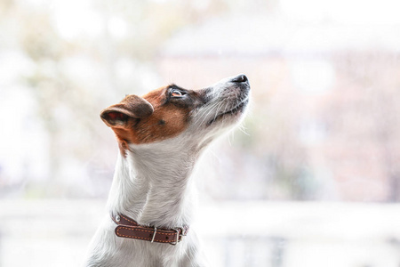 可爱的杰克罗塞尔猎犬在家的窗户附近