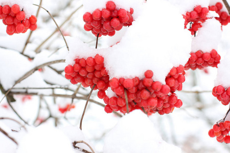 雪中的振动。 美丽的冬天