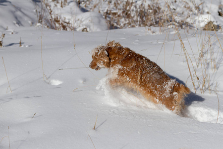 美丽的小猎犬在大雪中潜行