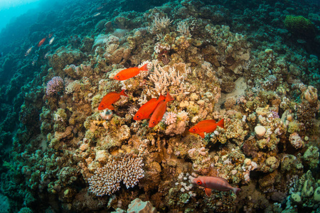 红海珊瑚礁背景下的热带鱼类沙姆埃勒谢克埃及