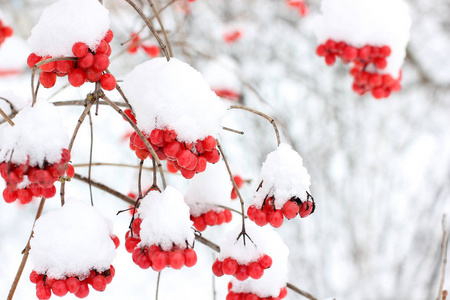 冬天在雪下冻结的振动。 雪中的振动。 第一场雪