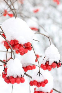 冬天在雪下冻结的振动。 雪中的振动。 第一场雪