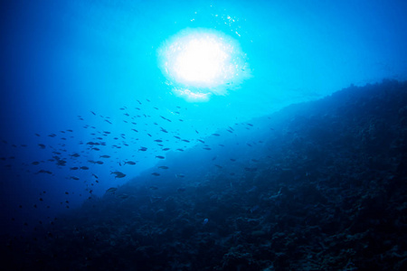 红海里的蓝色海水中的热带鱼，埃及的沙姆沙伊赫