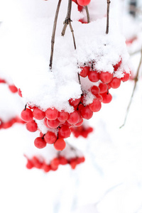 冬天在雪下冻结的振动。 雪中的振动。 第一场雪