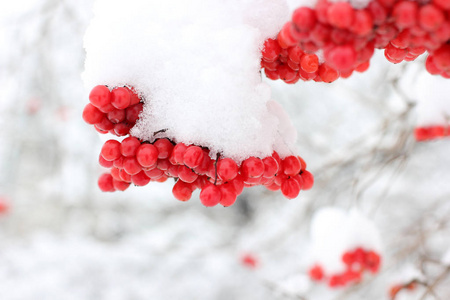 冬天在雪下冻结的振动。 雪中的振动。 第一场雪