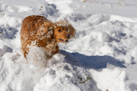 雪中欢快的猎犬，带着一张有趣的脸