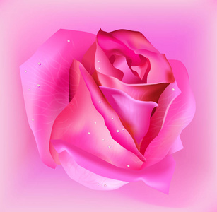 现实的粉红色玫瑰花在浅粉色背景上。 矢量。
