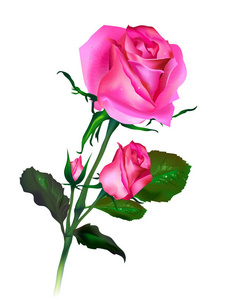 逼真的矢量粉红色玫瑰，绿叶和盛开的花蕾在白色。 矢量。