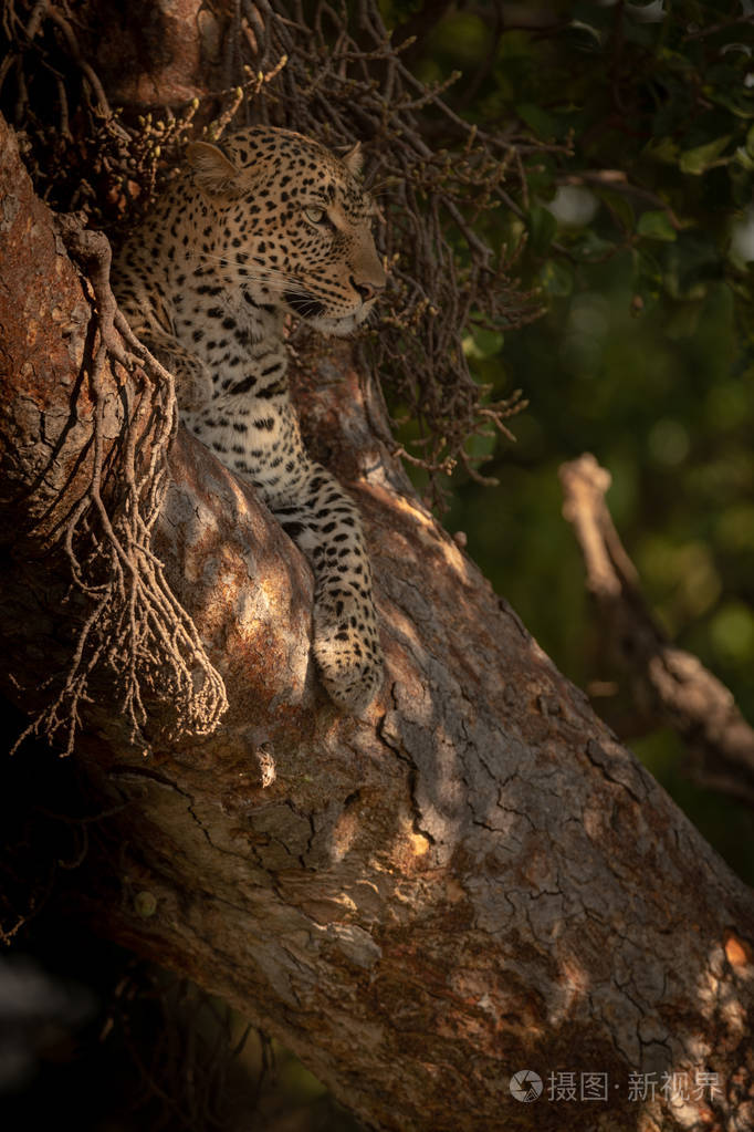 豹子躺在树上小心地看着