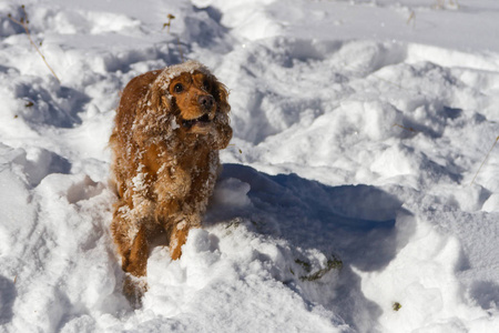 斯皮尔准备跳进雪地里散步