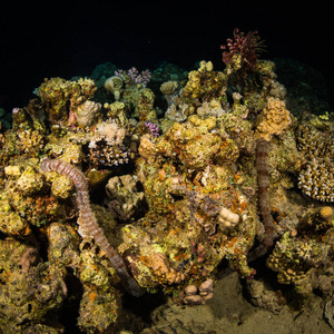 美丽的红海海底珊瑚礁夜景图片