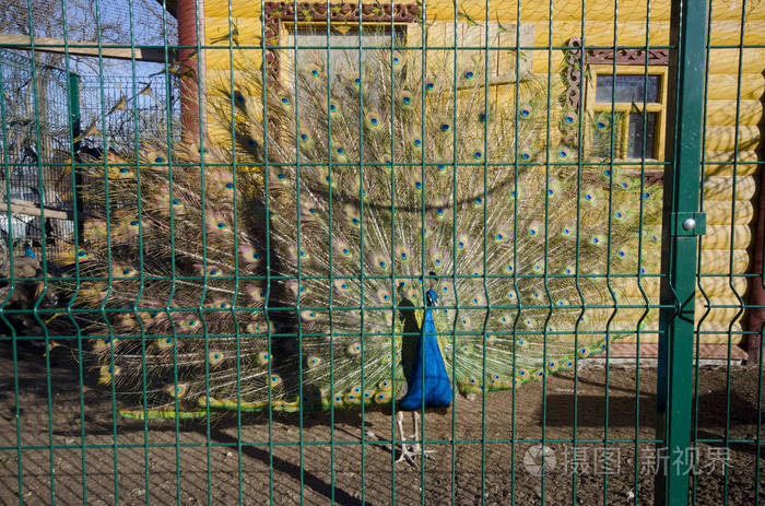 孔雀在笼子里,尾巴流动