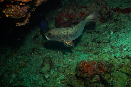 泰国科特岛附近珊瑚礁上美丽鱼类的水下景观