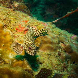 泰国科特岛附近珊瑚礁上美丽鱼类的水下景观