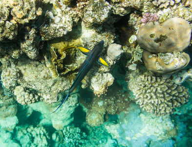 红海美丽礁石上的鱼水下景观