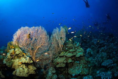 在红海的达哈布市附近的一个礁石上