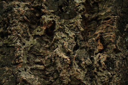 软木树。树皮。抽象背景橡木软木