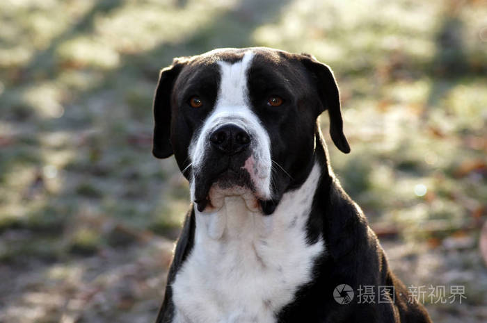 黑色白色毛皮的华丽强壮斗牛犬