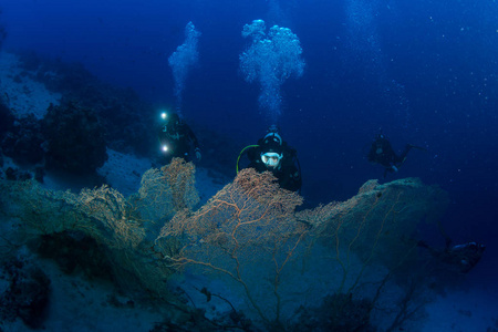 埃及红海暗礁潜水者水下观