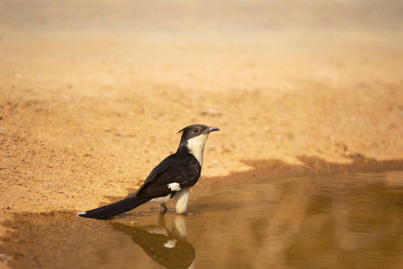 trinelvelijacobin 布谷鸟, clamator jacobinus, jhalana, rajasin