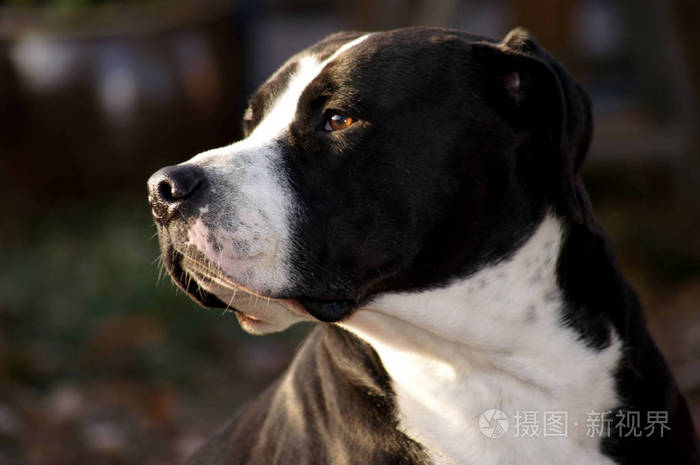 黑色白色毛皮的华丽强壮斗牛犬