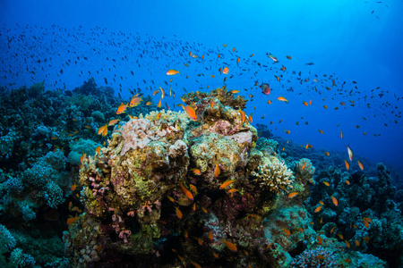 埃及沙姆沙伊赫红海珊瑚礁背景上的热带鱼类