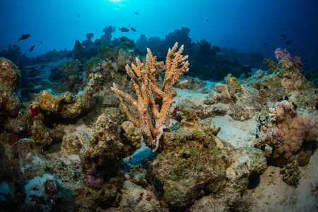 埃及沙姆沙伊赫红海美丽的彩色珊瑚花园