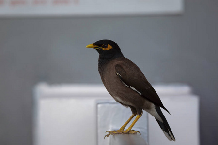 常见的 myna, amcrido那里的特里斯蒂蒂斯, jhalana, rajasanm, india