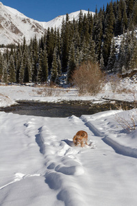 纯种快乐的英国公鸡猎犬在刚落的尘土飞扬的雪地里玩耍和奔跑