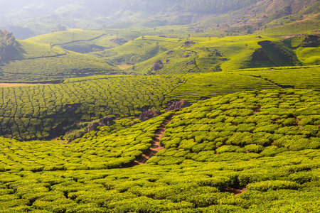 印度喀拉拉省绿美茶园