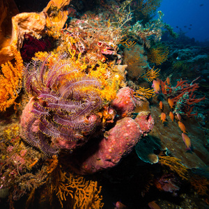 印度尼西亚巴厘岛珊瑚花园美丽的水下景色