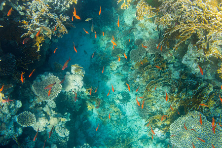 埃及沙姆沙伊赫红海珊瑚礁背景下美丽的红色热带鱼类