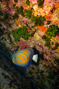 泰国科特岛附近珊瑚礁上美丽的蝴蝶鱼