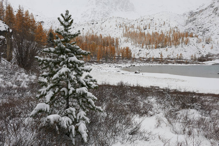 多云的早晨。 雪覆盖冬山湖俄罗斯西伯利亚阿尔泰山丘崖岭。