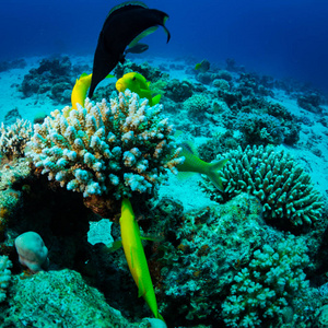 美丽的珊瑚花园和红海中的鱼类