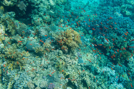 美丽的红色热带鱼类，在红海的珊瑚礁背景上，沙尔姆埃谢克埃及图片