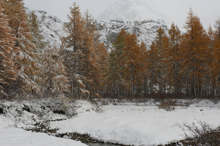 多云的早晨。 雪覆盖冬山湖俄罗斯西伯利亚阿尔泰山丘崖岭。