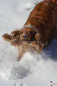 纯种快乐的英国公鸡猎犬在刚落的尘土飞扬的雪地里玩耍和奔跑