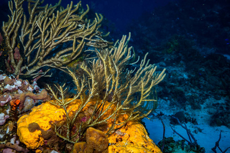 科祖梅尔岛珊瑚礁美丽的水下景观