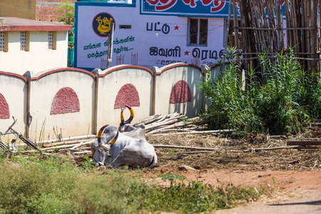 s sacred animal  cow on the street of Indian city