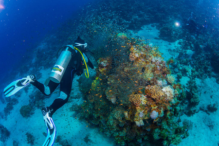 潜水员在红海的海底给章鱼拍照
